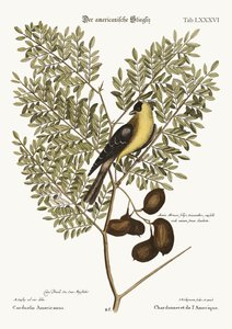 Le Chardonneret américain, 1749-73 - Mark Catesby